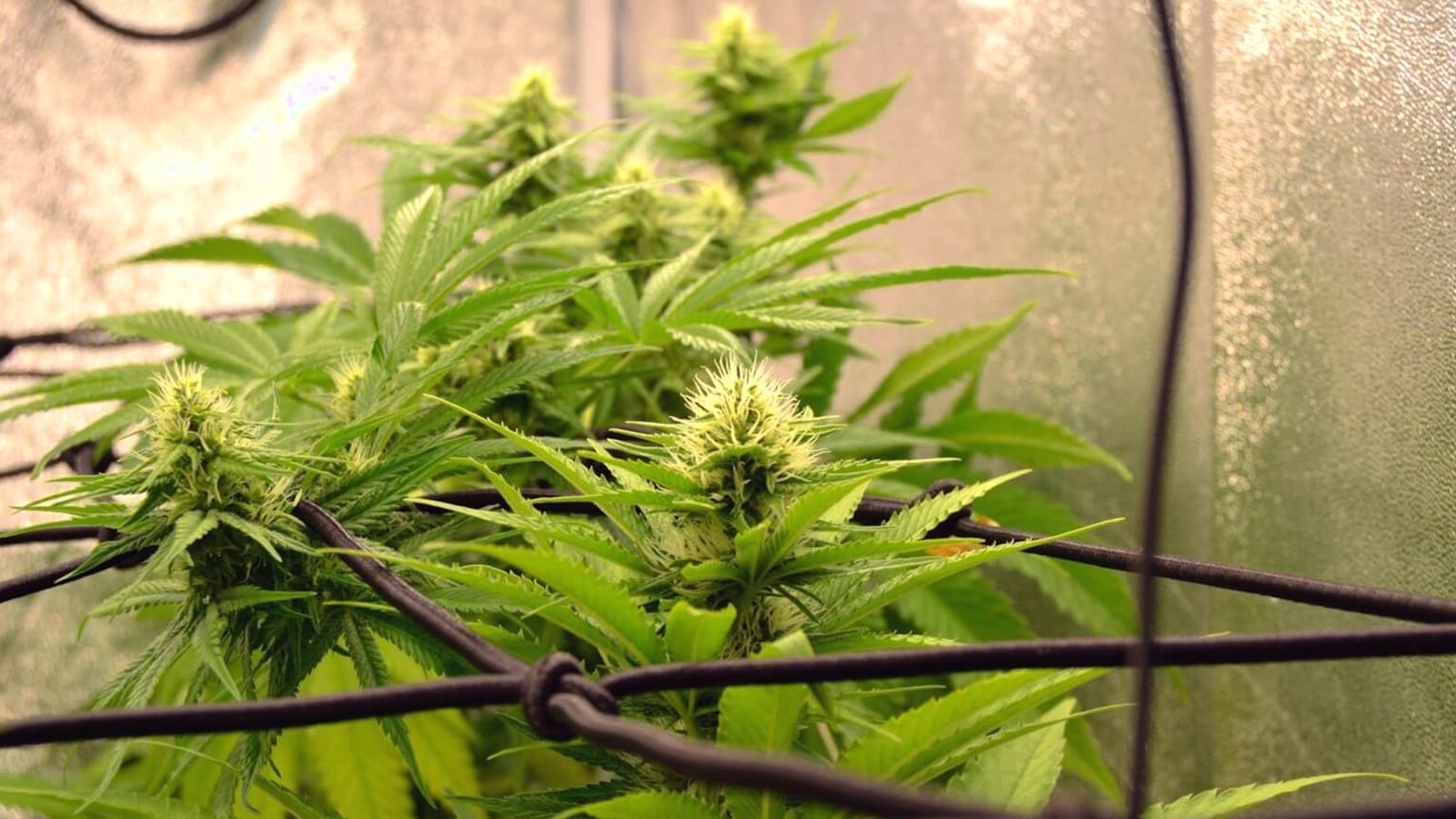 Beginner Cannabis Seeds That Survive Common Mistakes (2026 Rankings)