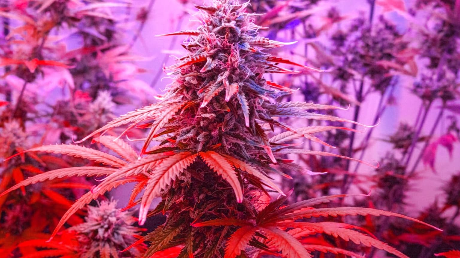 LED Grow Light Showdown 2026: PPFD Maps, Grams-Per-Watt, and Real Cost Data