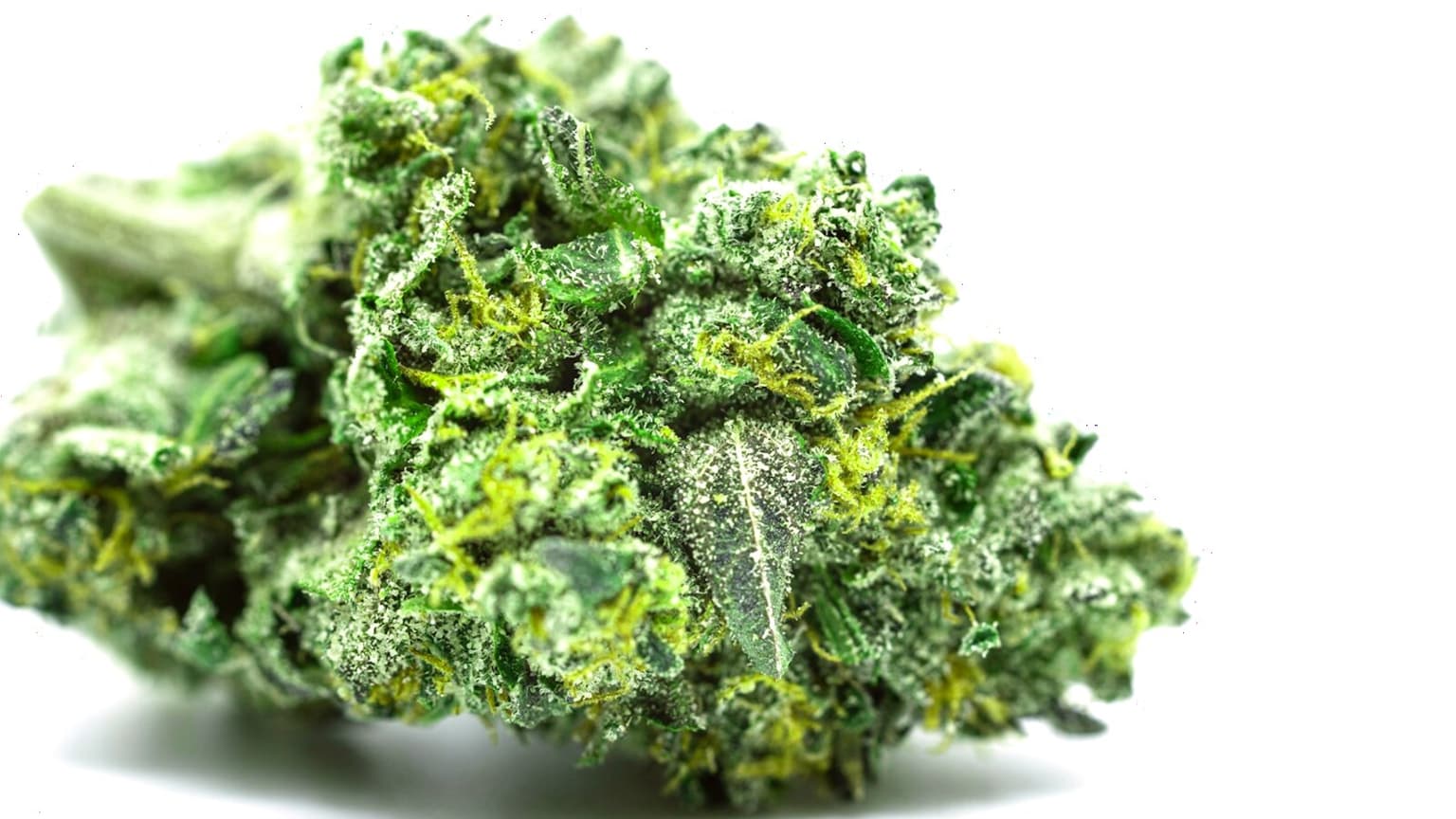 Feminized vs Autoflower Seeds: 8-Strain Yield, Potency & Time Data (2026)