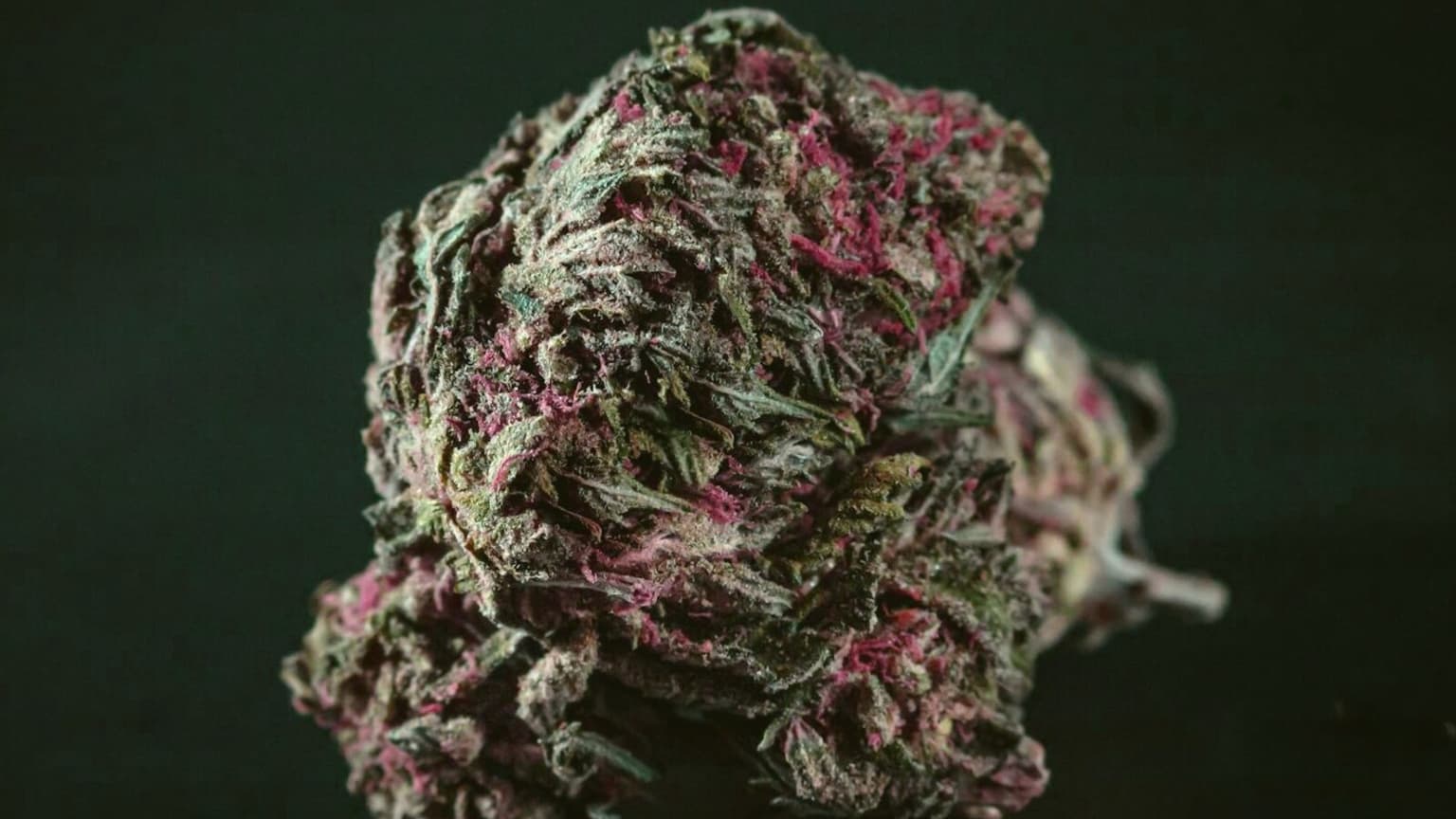 Gorilla Glue #4 Deep Dive: Lab Numbers, Real Yields, and What Nobody Tells You About Growing It