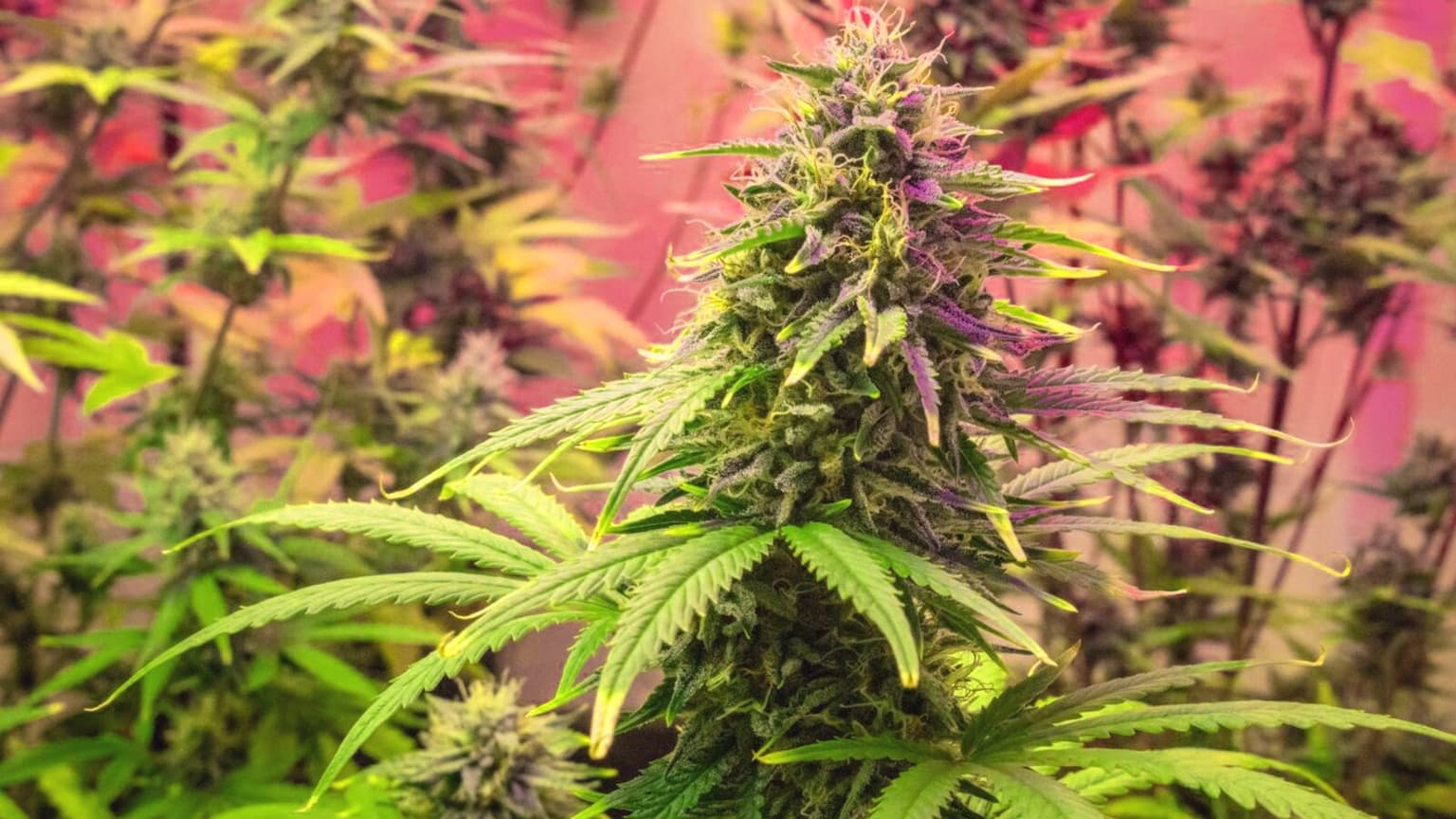 Cannabis Seed to Harvest: The Real Timeline Most Growers Get Wrong