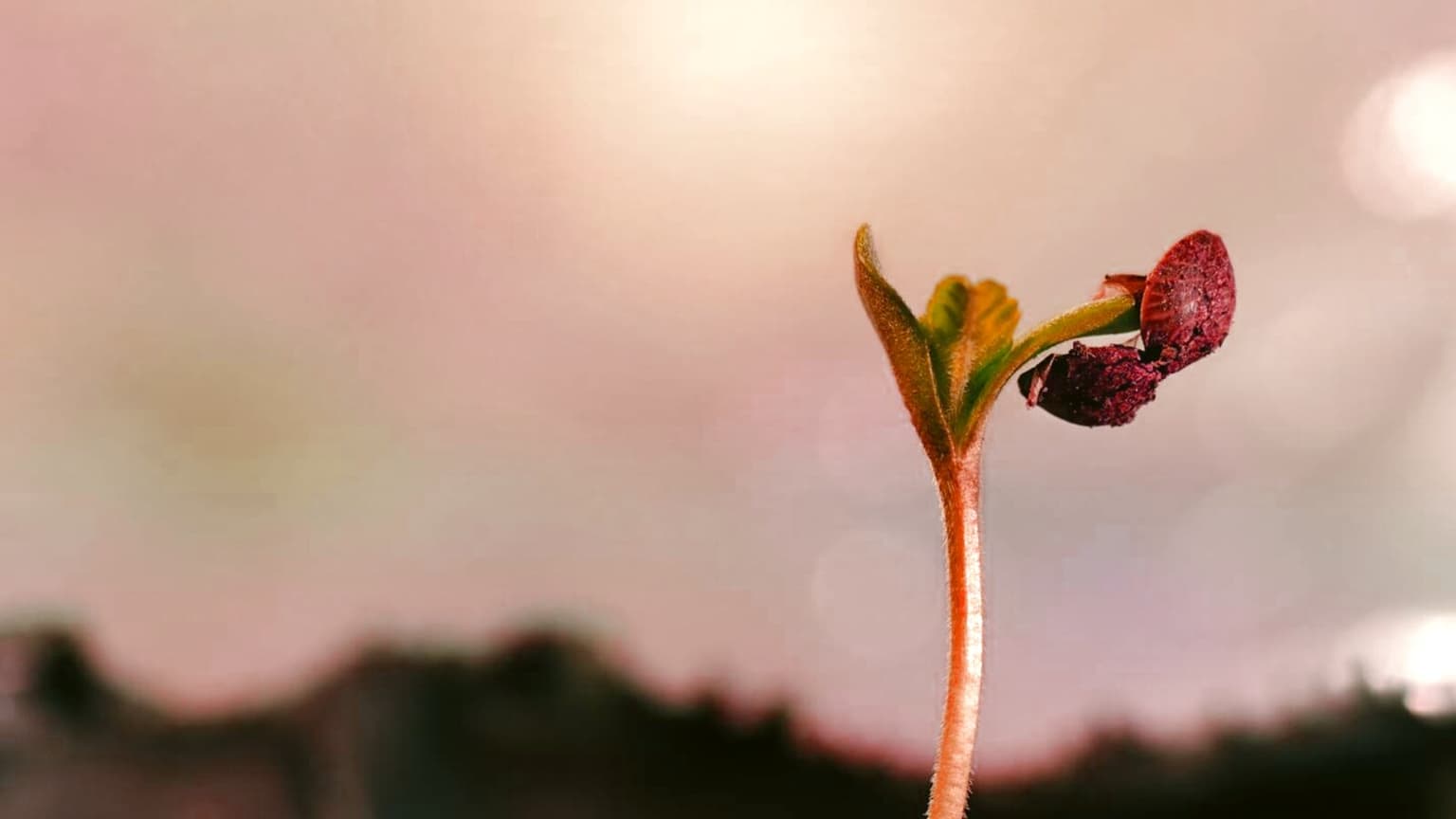 How to Germinate Cannabis Seeds (90%+ Success Protocol)