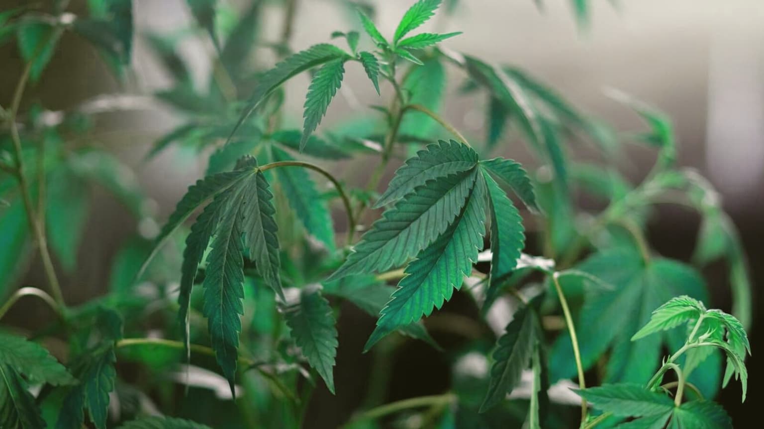 How to Grow Weed in an Apartment: Stealth Setup Guide (100g+ Under 1mΒ²)