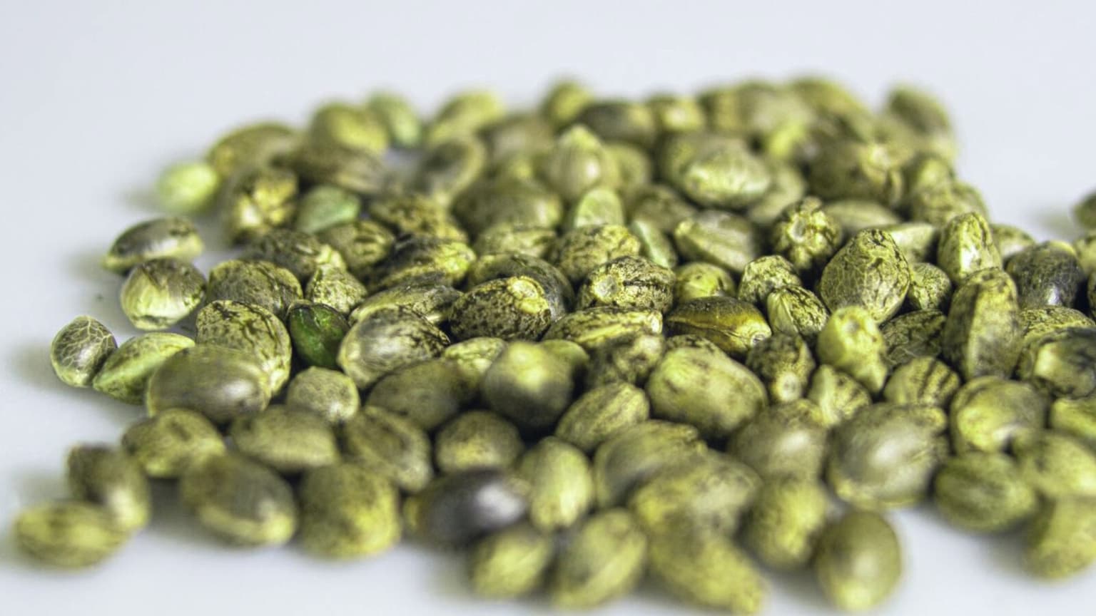 Counterfeit Cannabis Seeds: A Legal and Practical Verification Guide for US Buyers