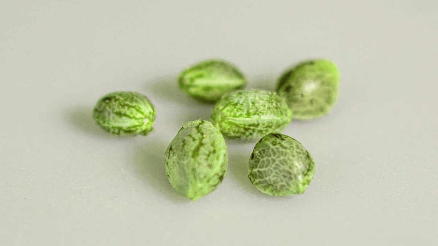 Can You Sex a Cannabis Seed Before It Sprouts? The Myth vs. the Data