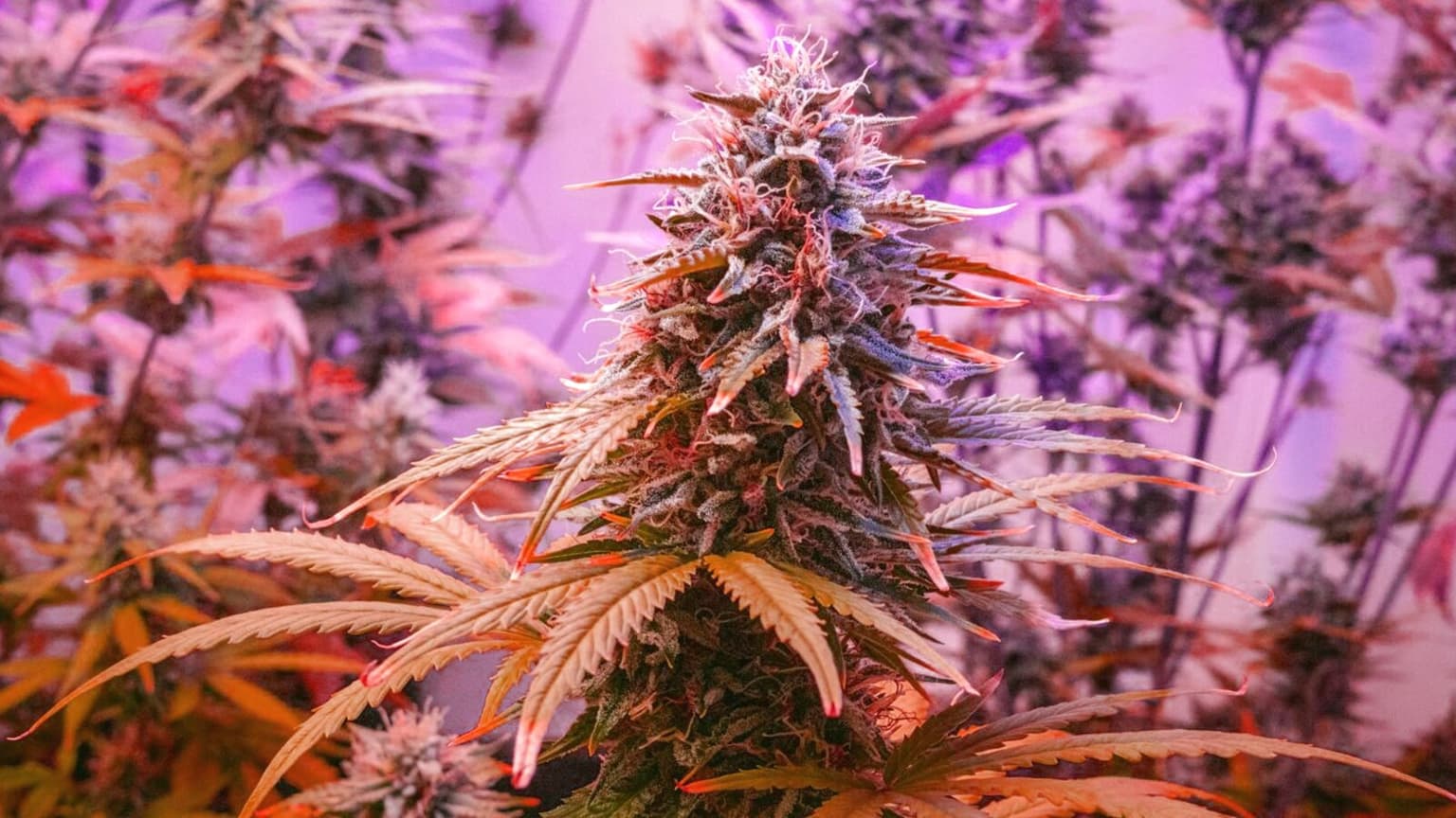 The Real Cost of Growing Cannabis: Indoor vs Outdoor, Broken Down to the Cent