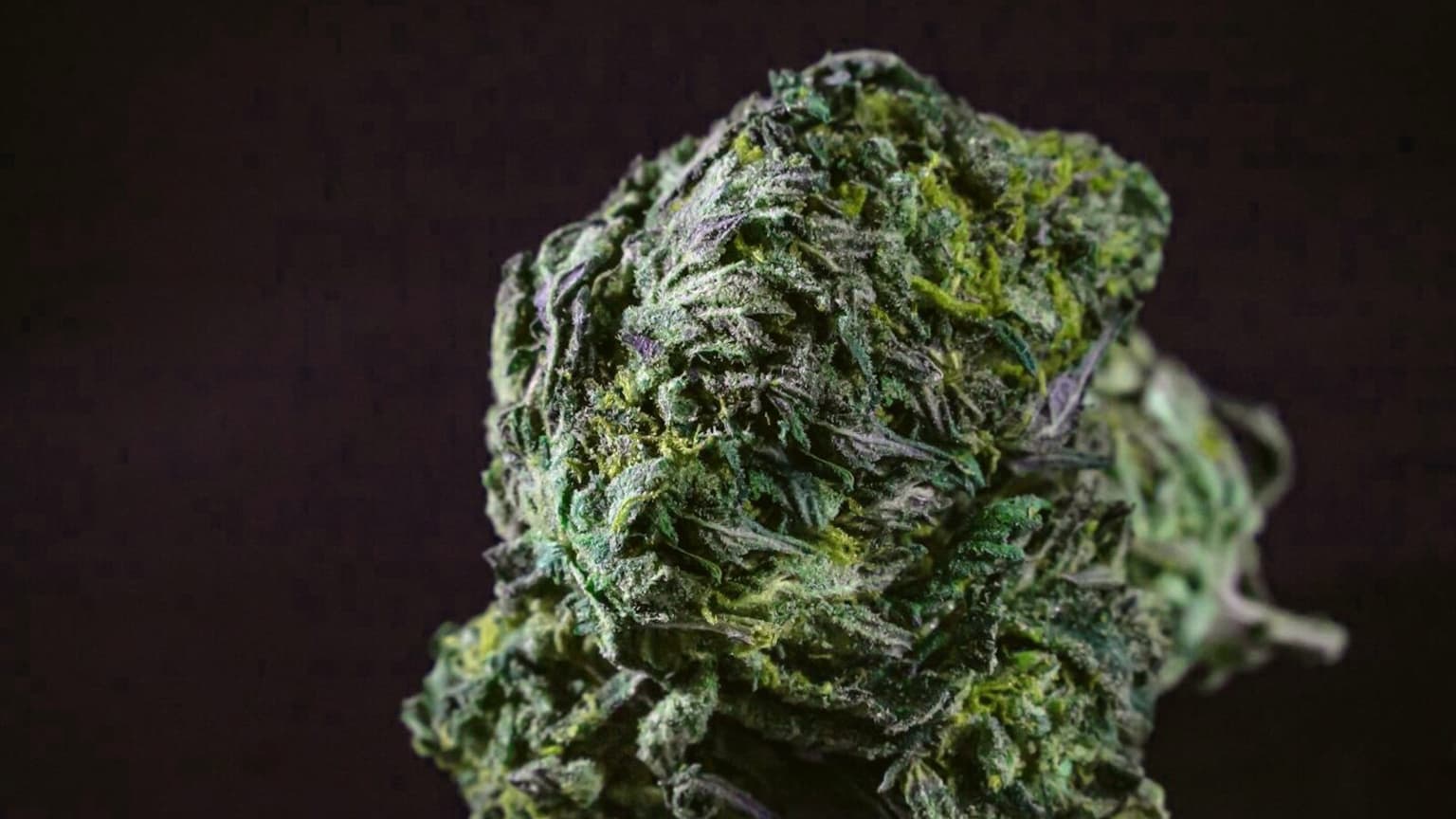 Northern Lights in 2026: How Three Breeder Lines Actually Perform (Aggregated Grower Data)