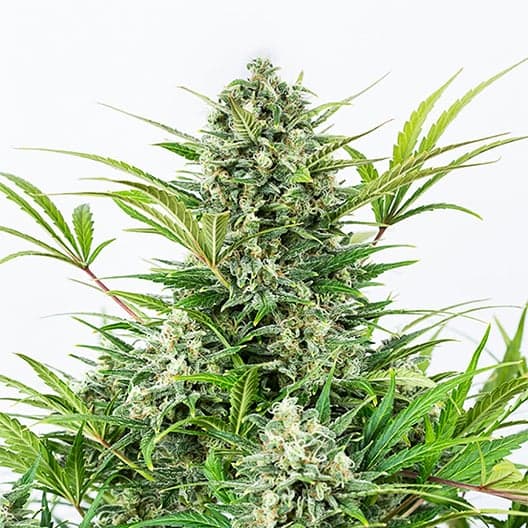 Alien Dawg Seeds