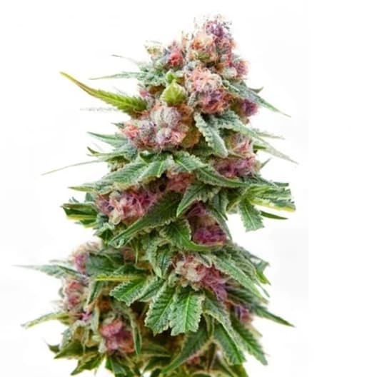 Anesthesia Seeds