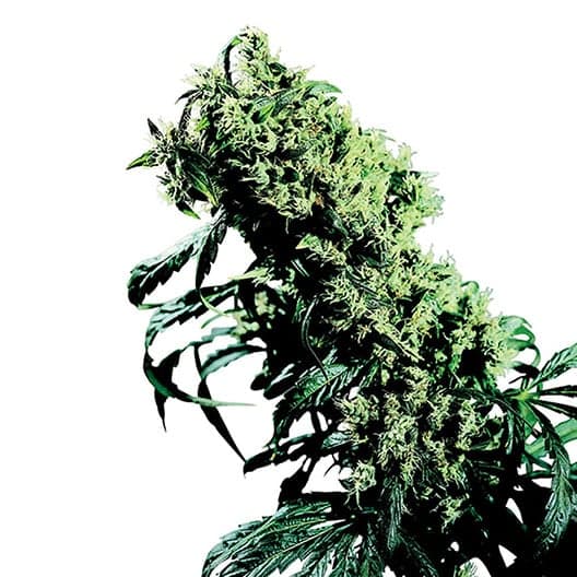 Big Bang Seeds
