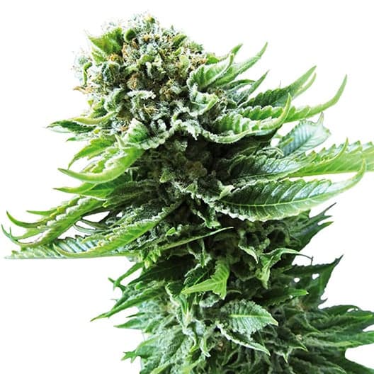 Black Russian Seeds