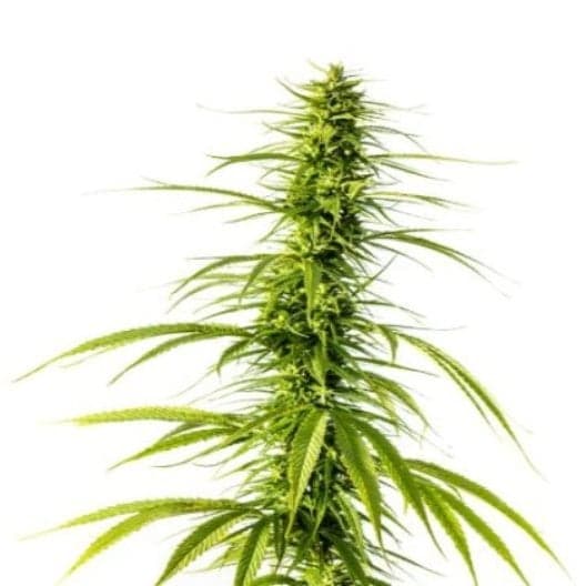 Blue Cookies Auto Seeds