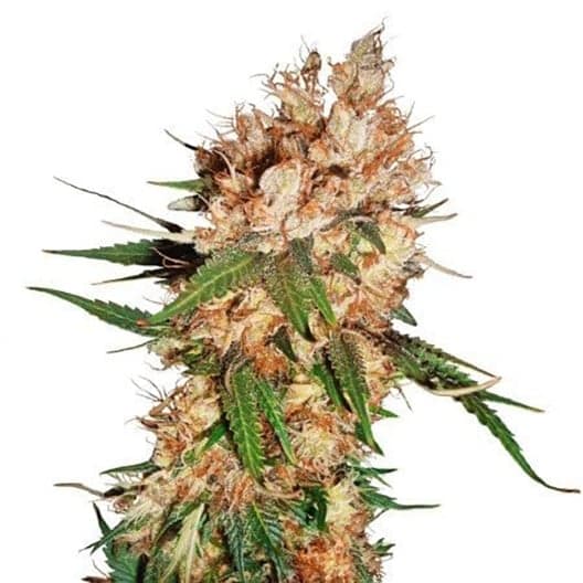 Blue God Seeds