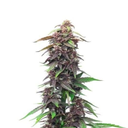 Blue Haze Seeds