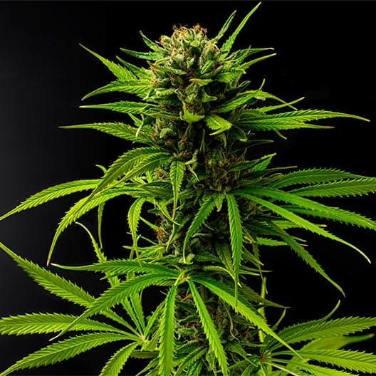 Blue Waffles Seeds