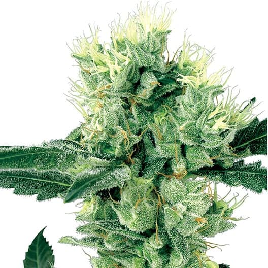 Blueberry Space Cake Auto Seeds