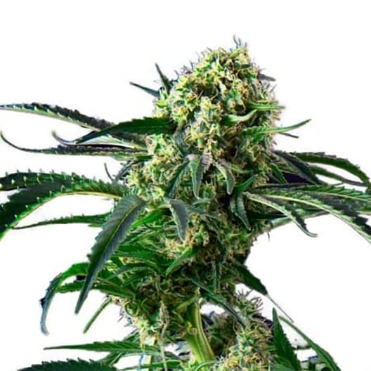 Cherry Kush Seeds
