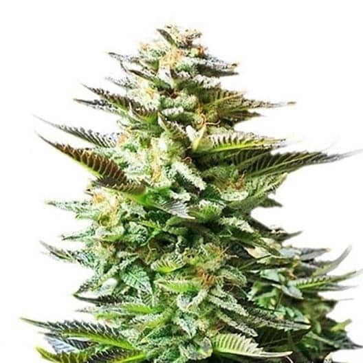 Chiesel Seeds