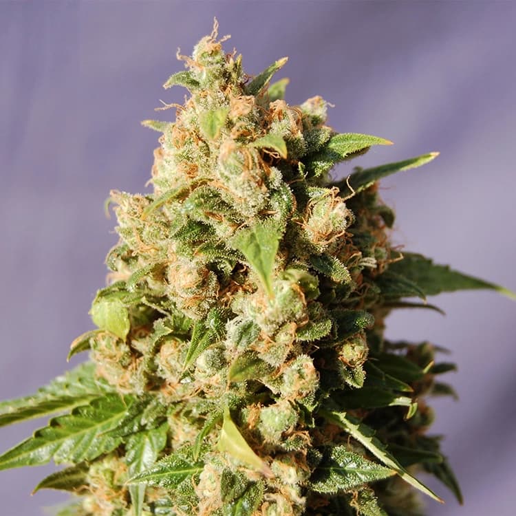 Cotton Candy Kush Auto Seeds