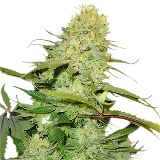 Cuvee Seeds