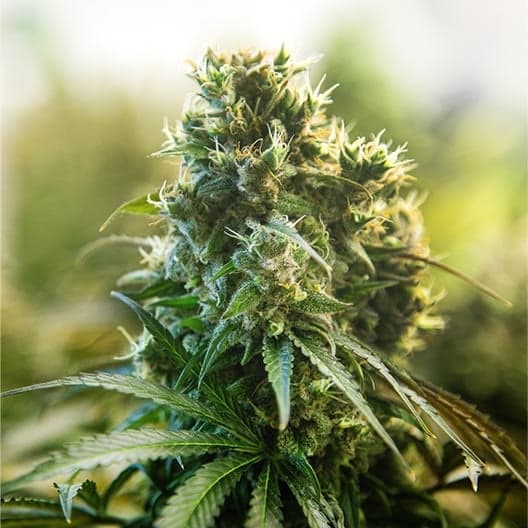 Dark Star Seeds