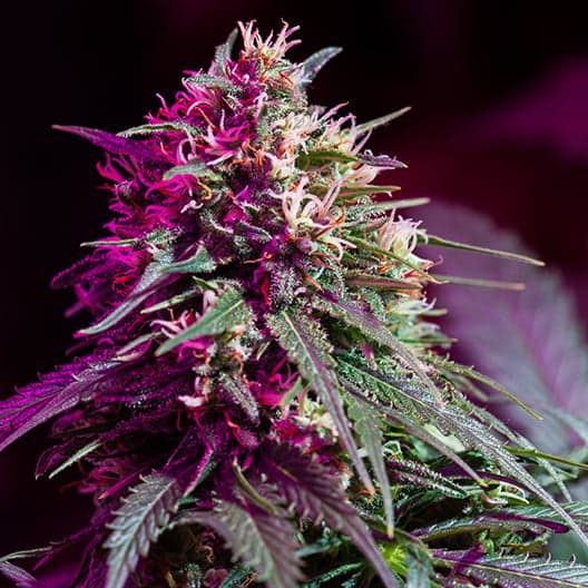 DJ Short Blueberry Seeds
