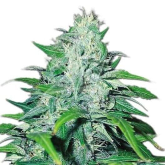 Elmer’s Glue Seeds