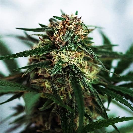 End Game Seeds
