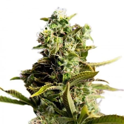 Face Off OG Seeds