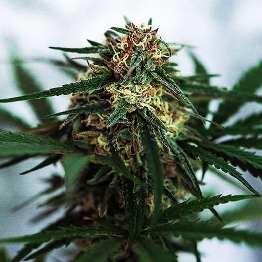 Green Cheese Auto Seeds