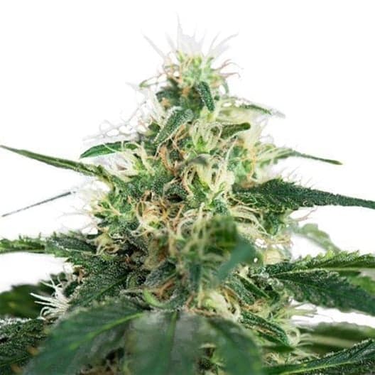 Hash Plant Auto Seeds