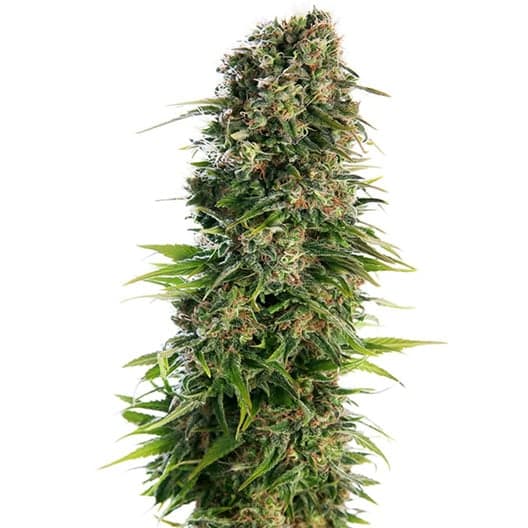 Incredible Bulk Seeds