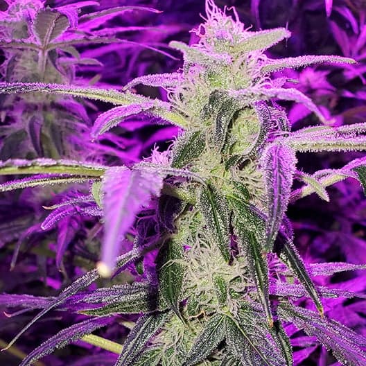 Island Sweet Skunk Auto Seeds
