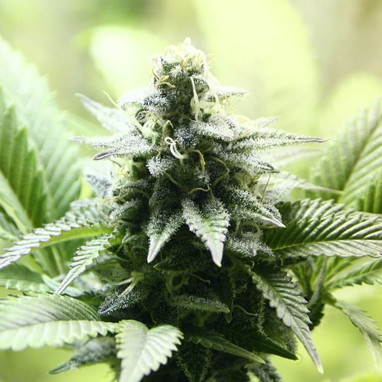 Jack Frost Auto Seeds