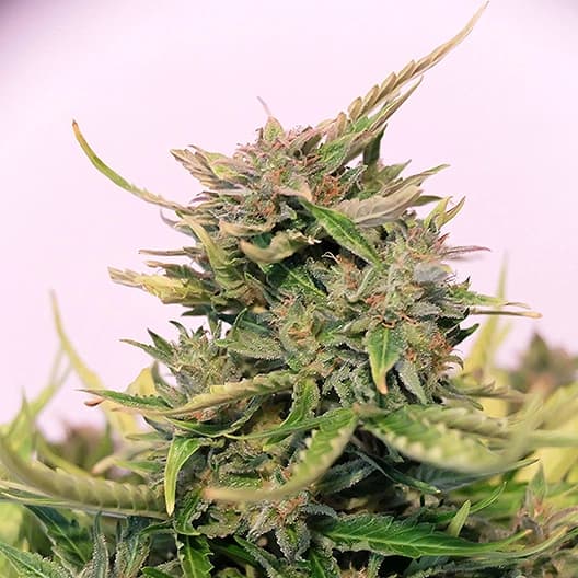 Key Lime Pie Seeds