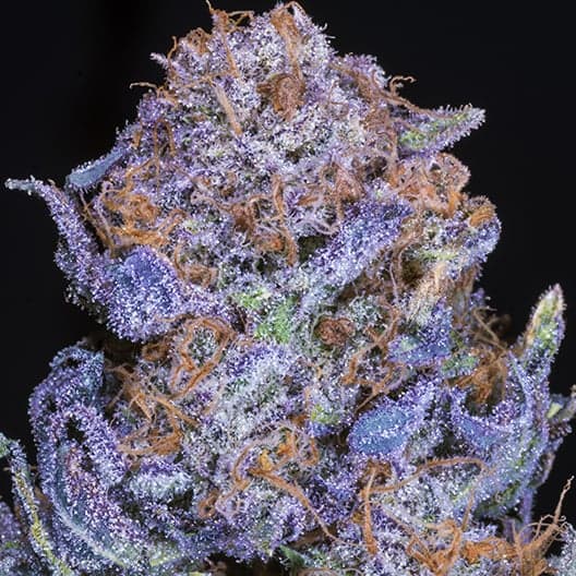 Lethal Purple Auto Seeds