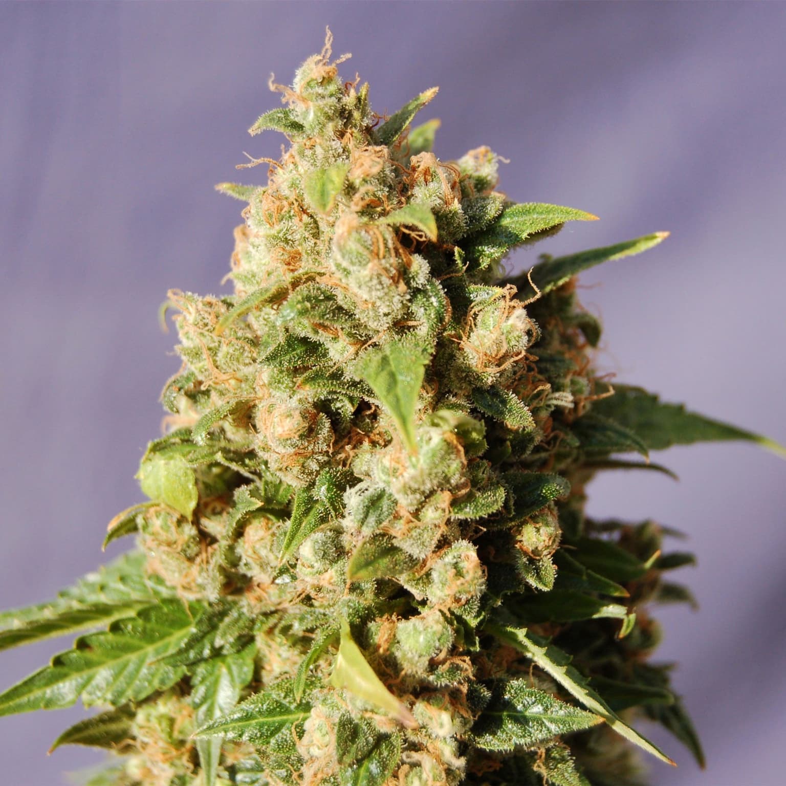 Lucid Dream Kush Auto Seeds