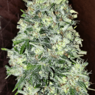 Mickey Kush Auto Seeds