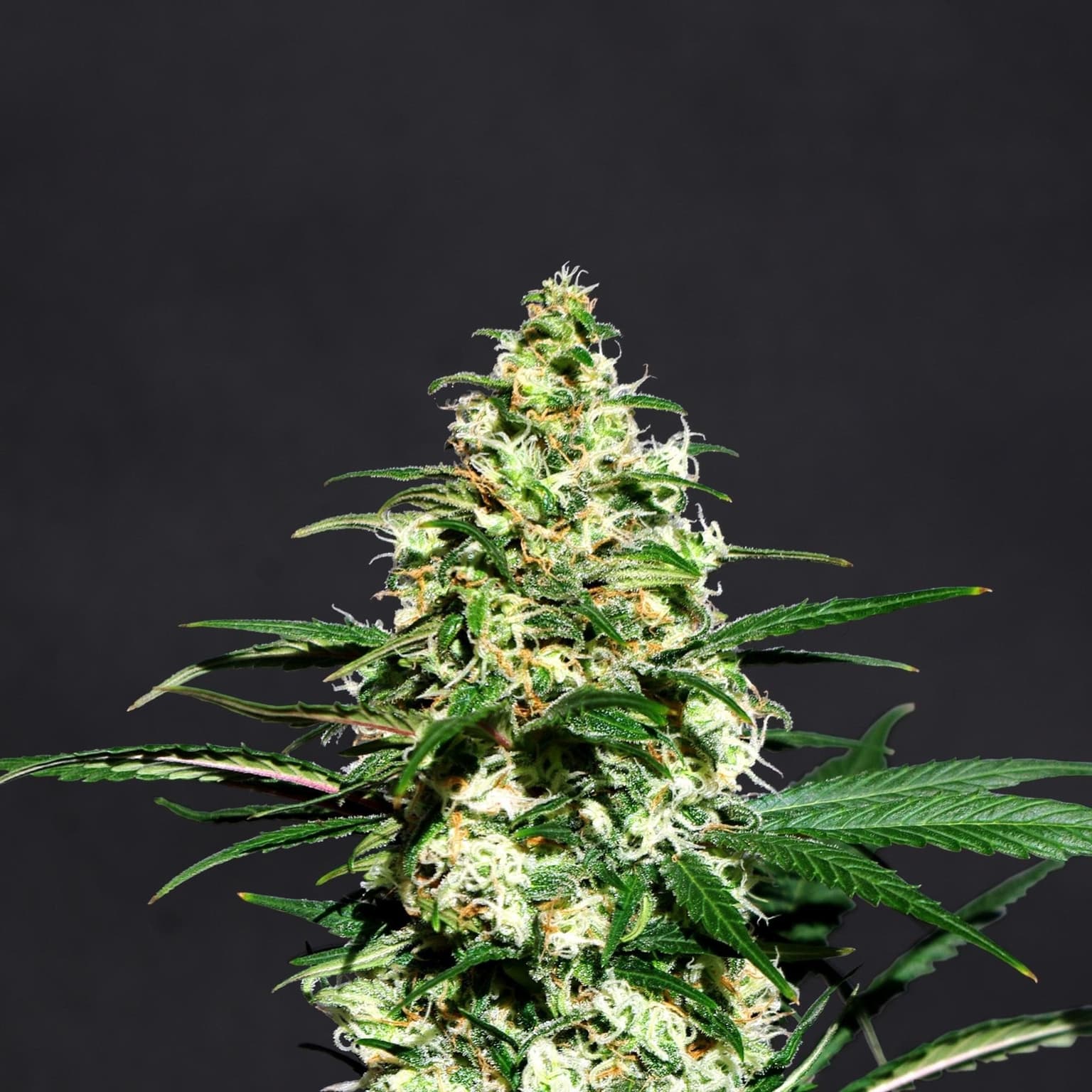 Mint Chocolate Seeds
