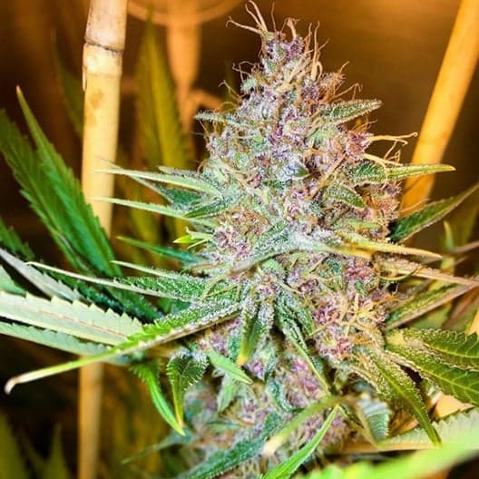 Original Glue Seeds