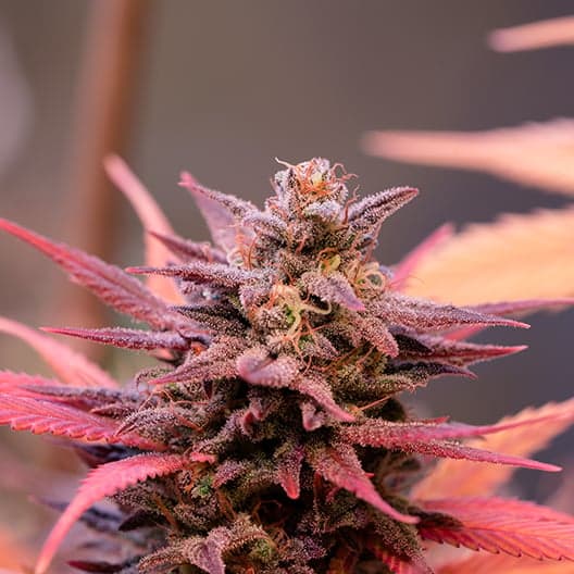 Purple Nepal Seeds