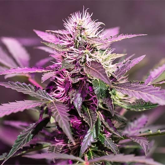 Purple Octane Seeds