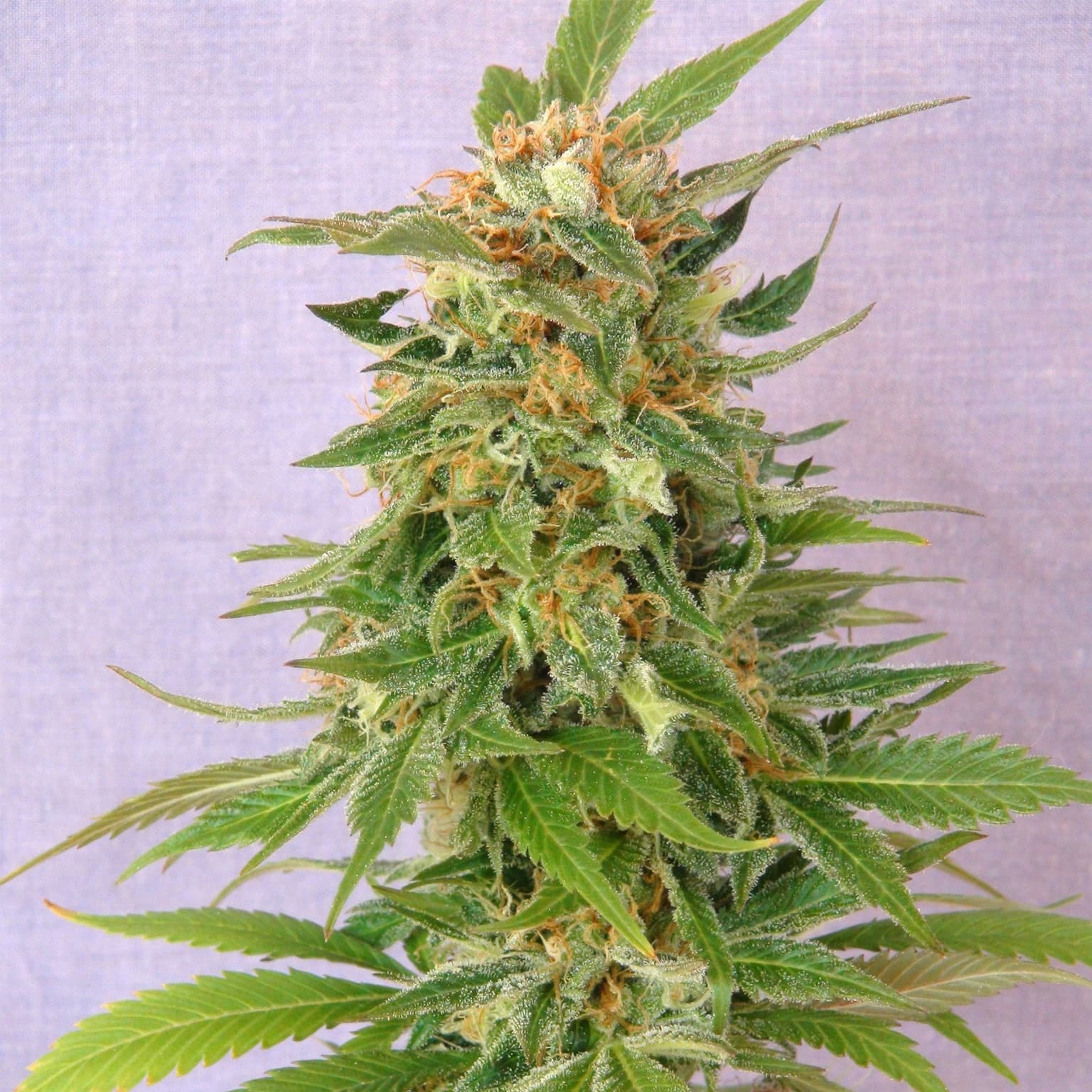 Purple Punch Auto Seeds