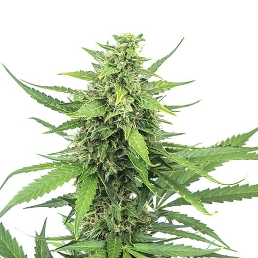 Shark Shock Auto Seeds