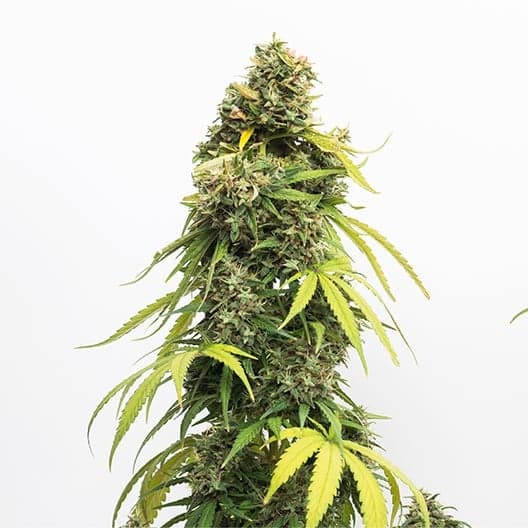 Slurricane Seeds