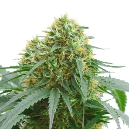Sour Kush Seeds