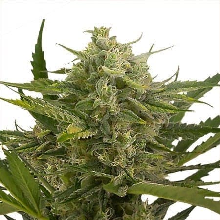Strawberry Cheesecake Seeds