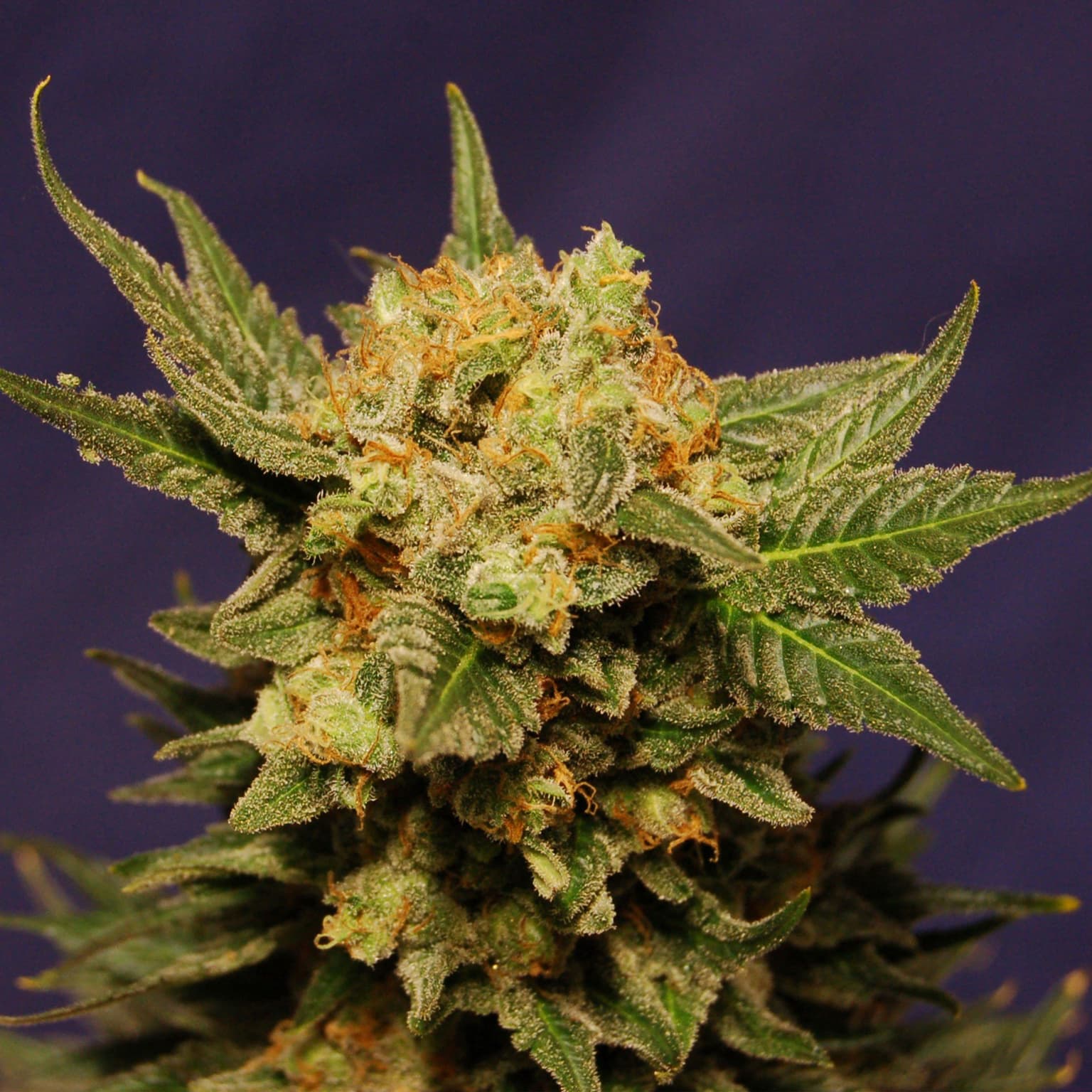 Strawberry Haze Auto Seeds