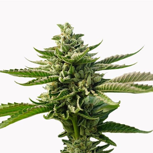Superman OG Seeds