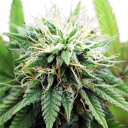 Tangerine Kush Auto Seeds